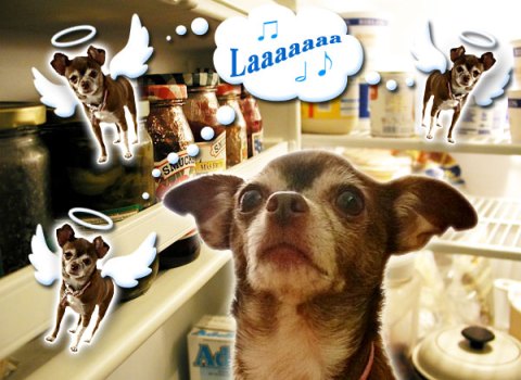 Chanel the Chihuahua Diva gets a peek inside the magic food box
